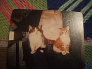 Two little kittens out of five, sitting on my Husband's lap when we were courting.