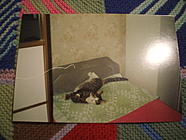 Old photo's of Pets 003