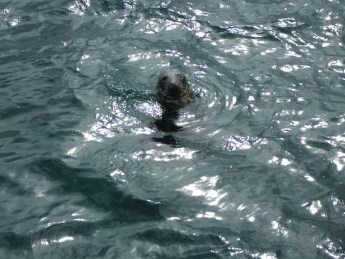 Seal in Torquay