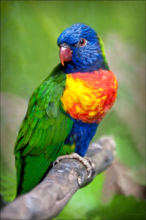 Lorikeet