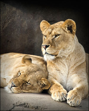 Lionesses - Portland Zoo