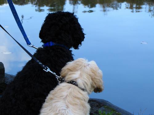 Alfie first walk around the lake