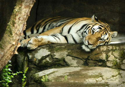 Lazy Tiger