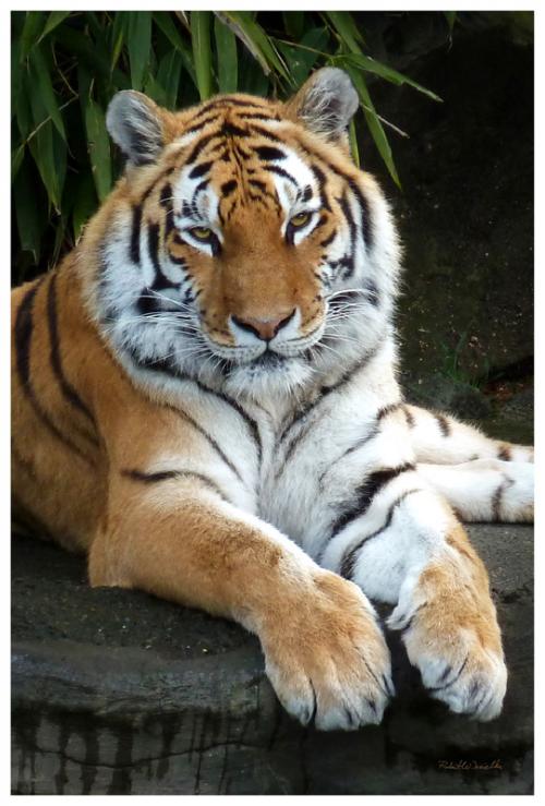 Tiger 06
