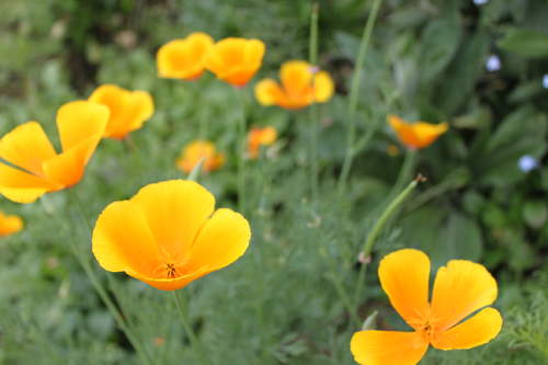 icelandic poppies