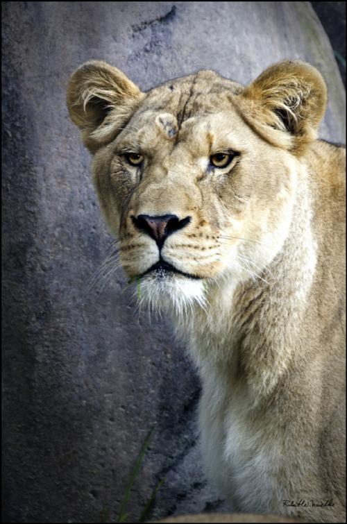 Lioness 02