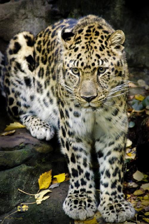 Leopard 03