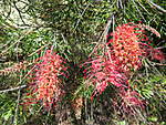 Click image for larger version

Name:	141016 005 Succulet and Grevillea Flowers.jpg
Views:	273
Size:	90.2 KB
ID:	10068