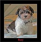 Click image for larger version

Name:	RORY aged 11wks %28Small%29.jpg
Views:	48
Size:	42.0 KB
ID:	10172