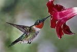 Click image for larger version

Name:	1d-rgb-9535-male-ruby-throated-10-copy.jpg
Views:	77
Size:	32.5 KB
ID:	11857