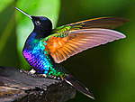 Click image for larger version

Name:	colorful-hummingbirds-wallpaper-6.jpg
Views:	75
Size:	47.1 KB
ID:	11860