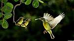 Click image for larger version

Name:	hummingbird-feeding-babies-wallpaper.jpg
Views:	71
Size:	23.8 KB
ID:	11863