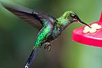 Click image for larger version

Name:	hummingbird.jpg
Views:	79
Size:	21.4 KB
ID:	11864