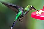 Click image for larger version

Name:	hummingbird.jpg
Views:	77
Size:	21.4 KB
ID:	11864