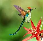 Click image for larger version

Name:	tufted_long_tailed_hummingbird_by_dwarf4r-d5ipomv.jpg
Views:	68
Size:	33.2 KB
ID:	11865