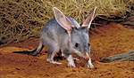 Click image for larger version

Name:	bilby-australian-geographic.jpg
Views:	76
Size:	34.6 KB
ID:	12193