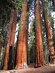 Click image for larger version

Name:	giant-trees-redwood-national-park-768x1024.jpg
Views:	68
Size:	98.8 KB
ID:	12372