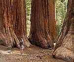 Click image for larger version

Name:	woman-next-to-redwood-trees.jpg
Views:	64
Size:	74.6 KB
ID:	12374