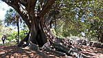 Click image for larger version

Name:	131113 032 Sydney Botanic Gardens.jpg
Views:	199
Size:	71.6 KB
ID:	12553