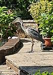 Click image for larger version

Name:	Heron 2.jpg
Views:	61
Size:	87.7 KB
ID:	13423