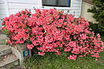 Click image for larger version

Name:	200920 001 Azalea.jpg
Views:	130
Size:	80.8 KB
ID:	13741
