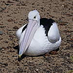 Click image for larger version

Name:	Pelican.jpg
Views:	145
Size:	77.9 KB
ID:	13879
