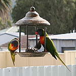 Click image for larger version

Name:	200628 001 Bird Feeder-001.jpg
Views:	146
Size:	47.4 KB
ID:	13880