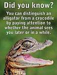 Click image for larger version

Name:	croc.jpg
Views:	98
Size:	26.8 KB
ID:	14897