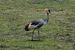 Click image for larger version

Name:	Grey crowned crane - Serengeti National Park.jpg
Views:	165
Size:	62.8 KB
ID:	15645