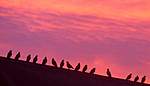 Click image for larger version

Name:	pigeon meet and greet.jpg
Views:	88
Size:	12.9 KB
ID:	16048