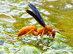 Click image for larger version

Name:	PaperWasp.jpg
Views:	204
Size:	72.2 KB
ID:	16191