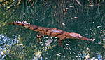 Click image for larger version

Name:	170603 048 Timber Creek Freshwater Crocs.jpg
Views:	134
Size:	64.1 KB
ID:	3264