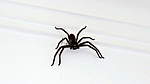 Click image for larger version

Name:	171126 003 Huntsman Spider.jpg
Views:	163
Size:	10.6 KB
ID:	7641