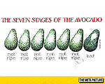 Click image for larger version

Name:	seven-stages-avocado-ripe-1.jpg
Views:	73
Size:	51.1 KB
ID:	7903