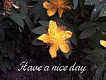Click image for larger version

Name:	Have a nice day 500.jpg
Views:	37
Size:	46.0 KB
ID:	8186