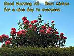 Click image for larger version

Name:	Roses & blue sky 2 500.jpg
Views:	38
Size:	73.5 KB
ID:	8193