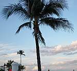 Click image for larger version

Name:	EXOTIC PALMS AND BEACH.jpg
Views:	74
Size:	55.6 KB
ID:	8536