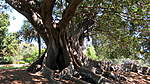 Click image for larger version

Name:	131113 031 Sydney Botanic Gardens.jpg
Views:	84
Size:	71.5 KB
ID:	8588