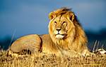 Click image for larger version

Name:	lion.jpg
Views:	43
Size:	42.0 KB
ID:	8910