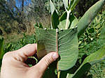 Click image for larger version

Name:	milkweed-sap-5-emma-pelton-xerces_orig.jpg
Views:	65
Size:	55.8 KB
ID:	12563