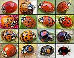 Click image for larger version

Name:	harequin-ladybird-variations.jpg
Views:	60
Size:	67.1 KB
ID:	13190