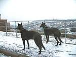 Click image for larger version

Name:	Bobby & Monty in the snow.Easter 08 500.jpg
Views:	41
Size:	57.2 KB
ID:	9368