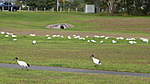 Click image for larger version

Name:	Corellas and Ibis.jpg
Views:	165
Size:	37.0 KB
ID:	10135