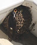 Click image for larger version

Name:	House martins - 23.jpg
Views:	200
Size:	50.4 KB
ID:	1272