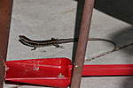 Click image for larger version

Name:	190706 003 Skink.jpg
Views:	102
Size:	37.2 KB
ID:	10124