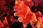 Click image for larger version

Name:	200916 002 Azalea.jpg
Views:	210
Size:	34.4 KB
ID:	13701