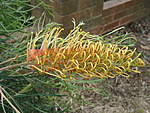 Click image for larger version

Name:	110331 002 Grevillea.jpg
Views:	271
Size:	58.6 KB
ID:	10069