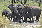 Click image for larger version

Name:	Elephants 3.jpg
Views:	175
Size:	58.5 KB
ID:	15664