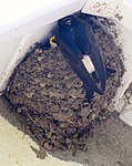Click image for larger version

Name:	House martins - 05.jpg
Views:	199
Size:	67.9 KB
ID:	1261