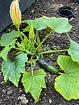 Click image for larger version

Name:	courgette.jpg
Views:	171
Size:	99.9 KB
ID:	16034